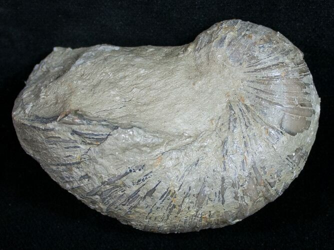 Gryphaea (Devil's Toenail) Fossil Oyster - Jurassic #9910